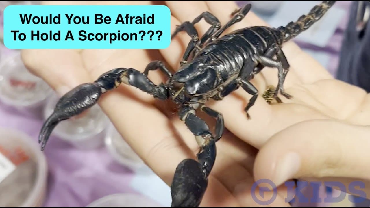 Would You Hold A Scorpion? NW Kids