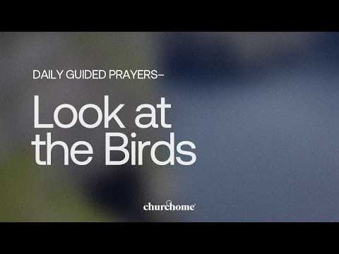 Look at the Birds