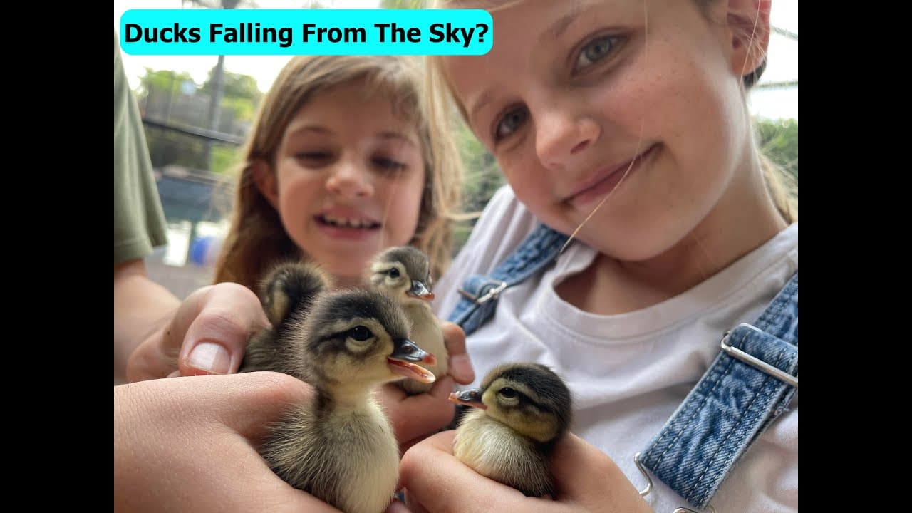 It's raining... DUCKS??? Kids Party Premiere!