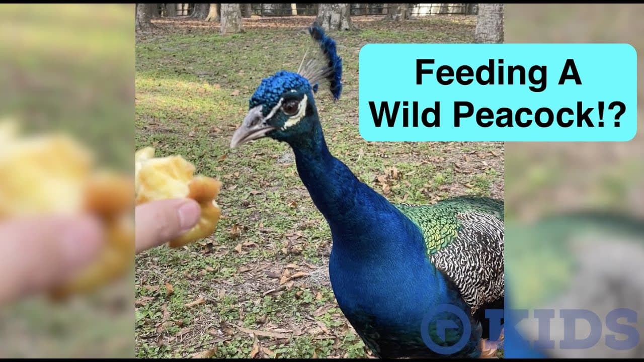 Have You Ever Fed a Wild Peacock? Kids Church Overtime!
