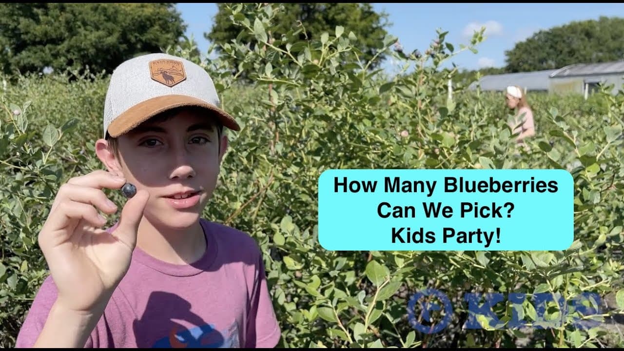 Blueberry Picking Kids Party!